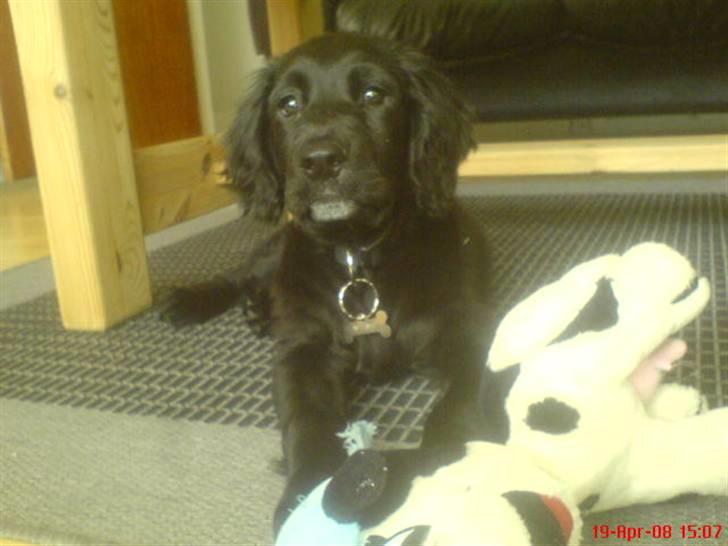 Kleiner münsterländer Bølle <3 - som hvalp :D billede 5