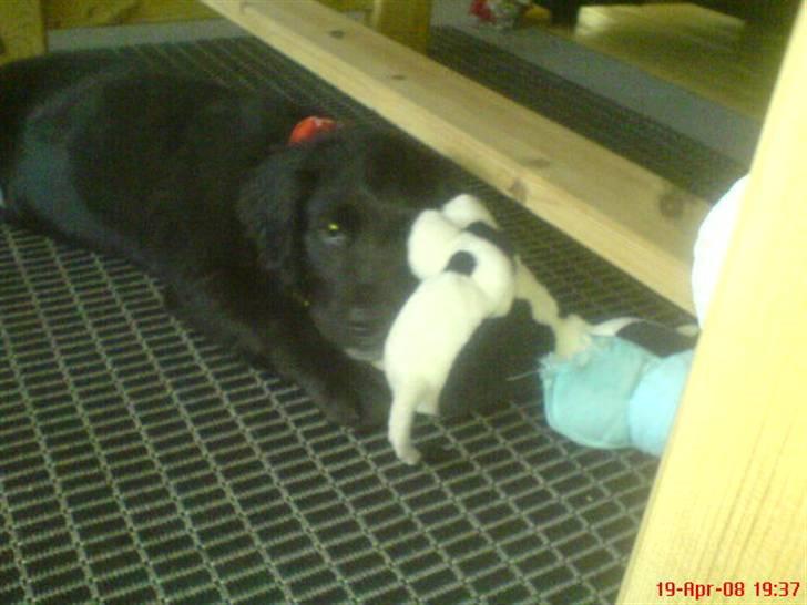 Kleiner münsterländer Bølle <3 - som hvalp :D billede 6