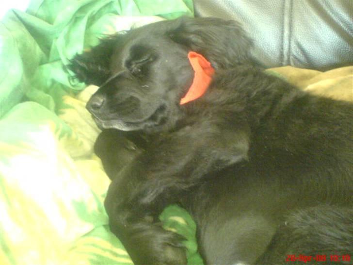 Kleiner münsterländer Bølle <3 - sover oppe ved mig i sofaen på min dyne :)<3 billede 7