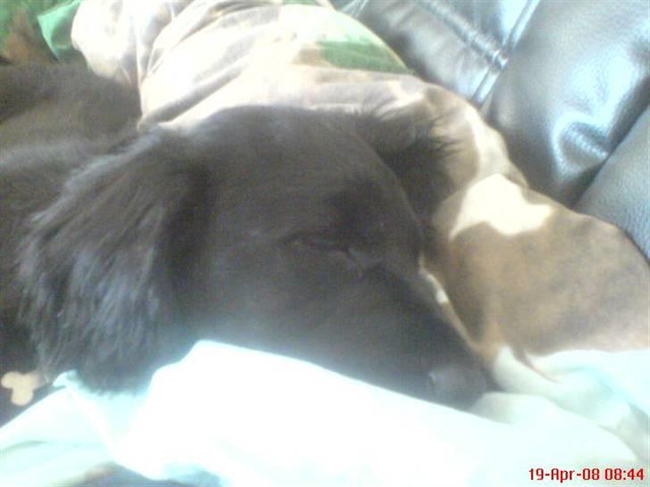 Kleiner münsterländer Bølle <3 - sover oppe ved mig i sofaen på min dyne :)<3 billede 8