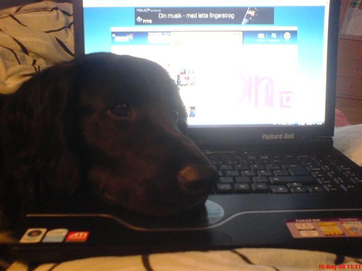 Kleiner münsterländer Bølle <3 - du er så skør, jeg elsker dig <3 billede 11