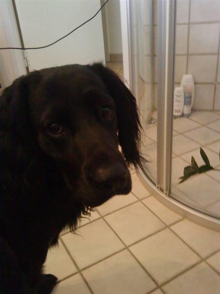 Kleiner münsterländer Bølle <3 - bølle<3 billede 13