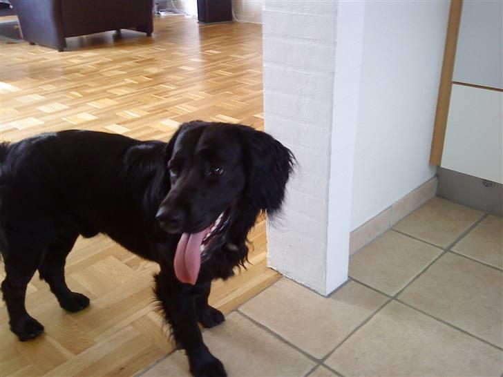 Kleiner münsterländer Bølle <3 - du er så cute <3  billede 14