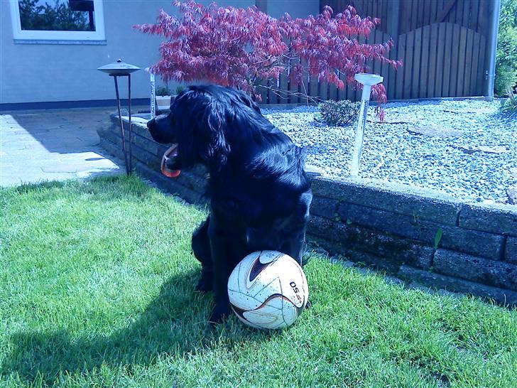 Kleiner münsterländer Bølle <3 - min bold d; billede 15