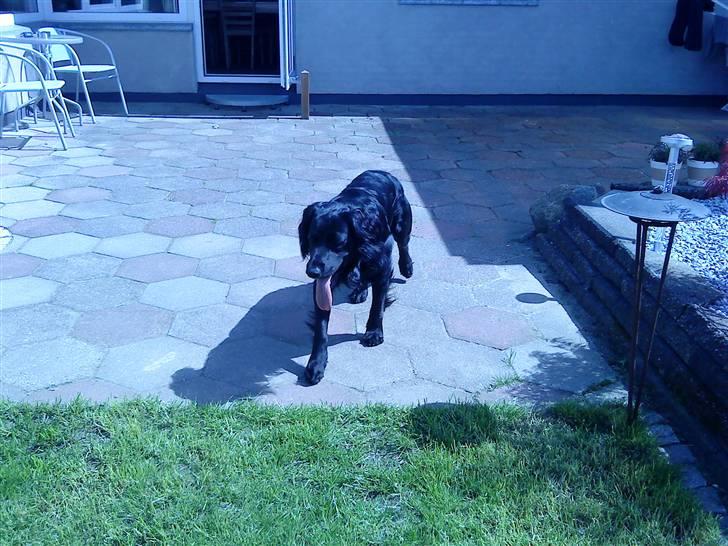 Kleiner münsterländer Bølle <3 - skulle lige have noget vand 8D<3 billede 16