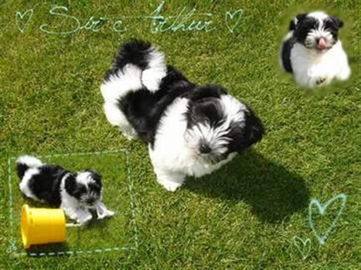 Bichon havanais Madame Stub´s Sir Arthur - Lavet af *Maria og vapserne*, tusind tak til hende :) billede 5