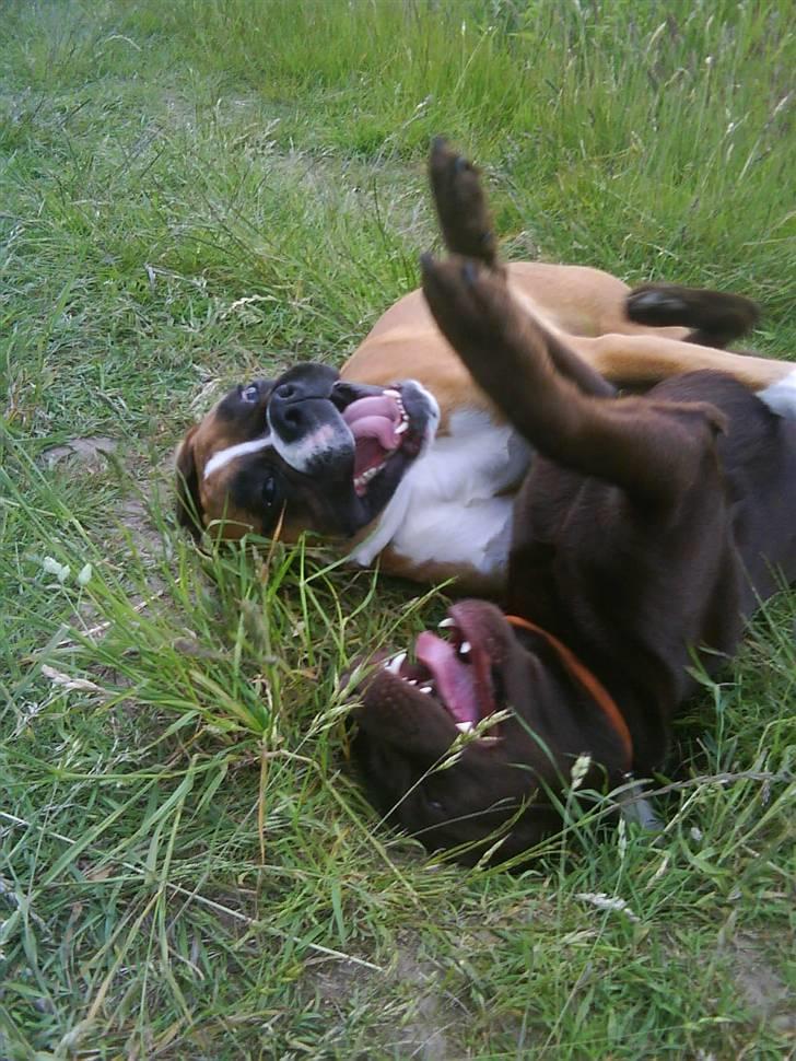 Labrador retriever Wilma billede 10