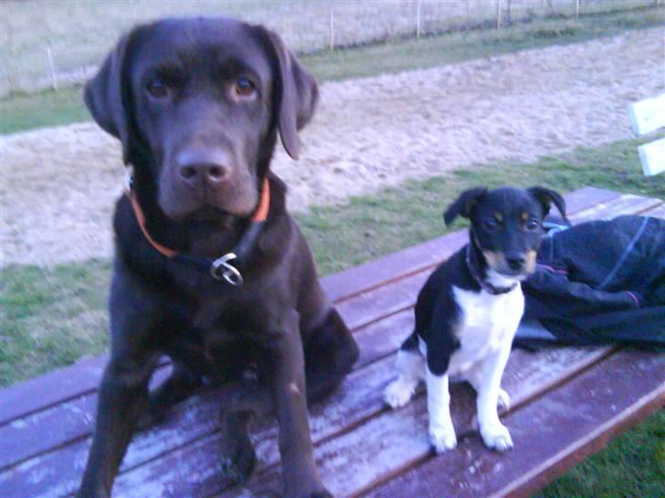 Labrador retriever Wilma billede 11