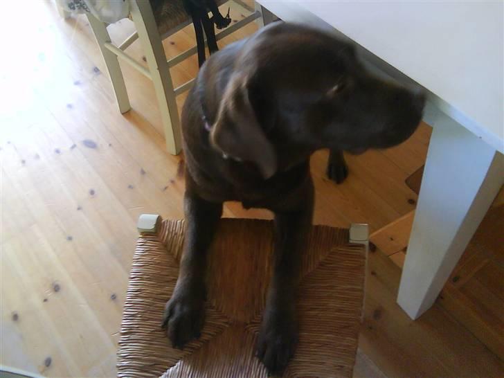 Labrador retriever Wilma billede 12