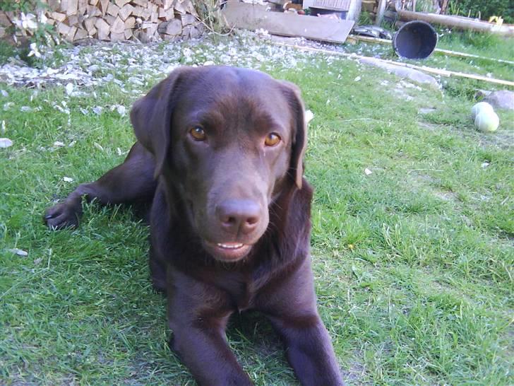 Labrador retriever Wilma billede 13