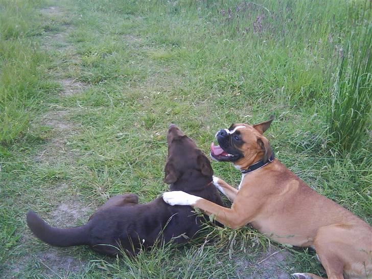 Labrador retriever Wilma billede 14