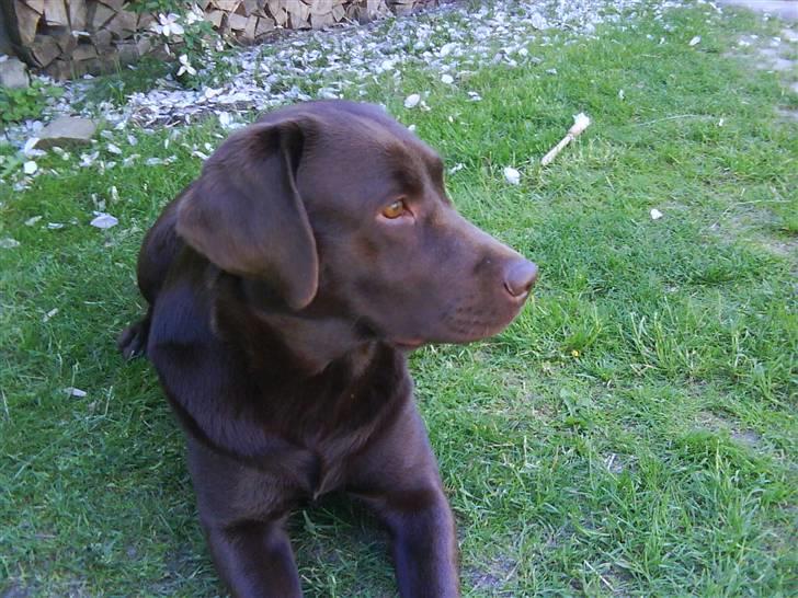 Labrador retriever Wilma billede 15