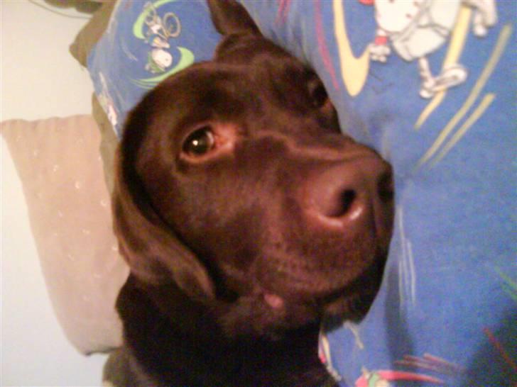 Labrador retriever Wilma billede 16