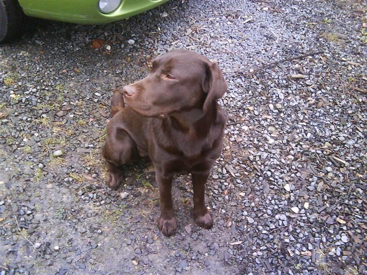 Labrador retriever Wilma billede 17