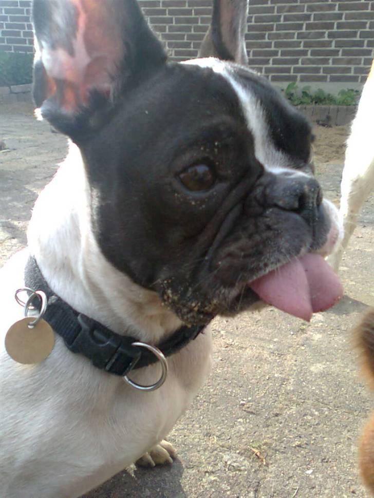 Fransk bulldog Gizmo † 2011 billede 3