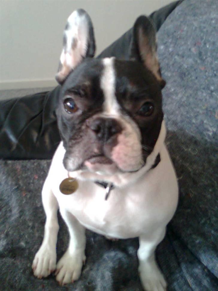 Fransk bulldog Gizmo † 2011 billede 4