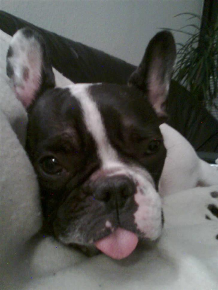 Fransk bulldog Gizmo † 2011 billede 5