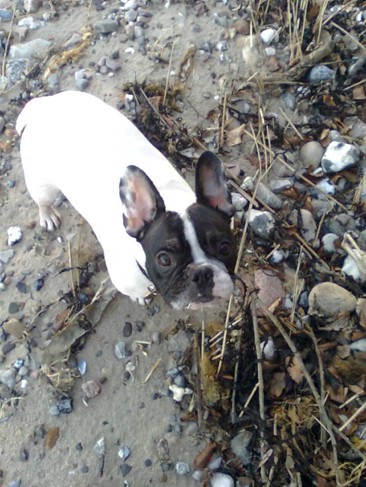 Fransk bulldog Gizmo † 2011 billede 6