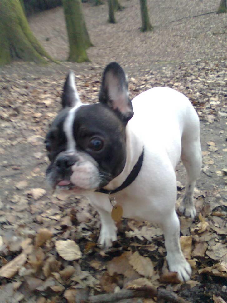 Fransk bulldog Gizmo † 2011 billede 7