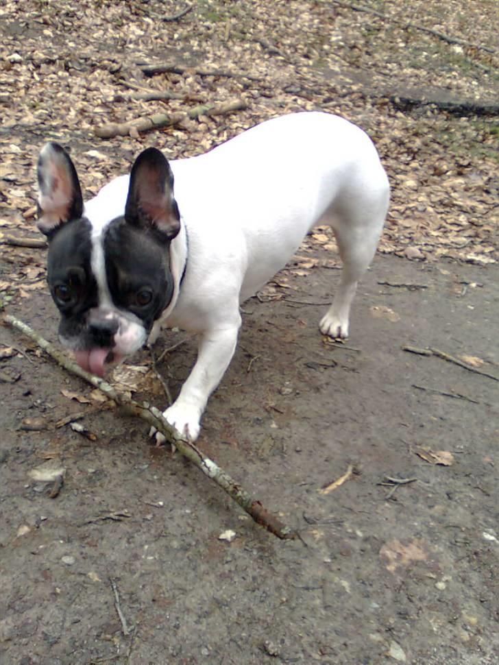 Fransk bulldog Gizmo † 2011 billede 8