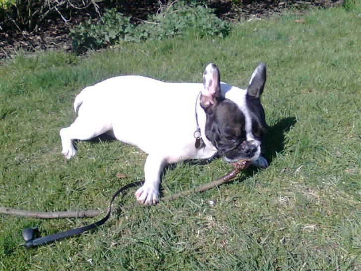 Fransk bulldog Gizmo † 2011 billede 9
