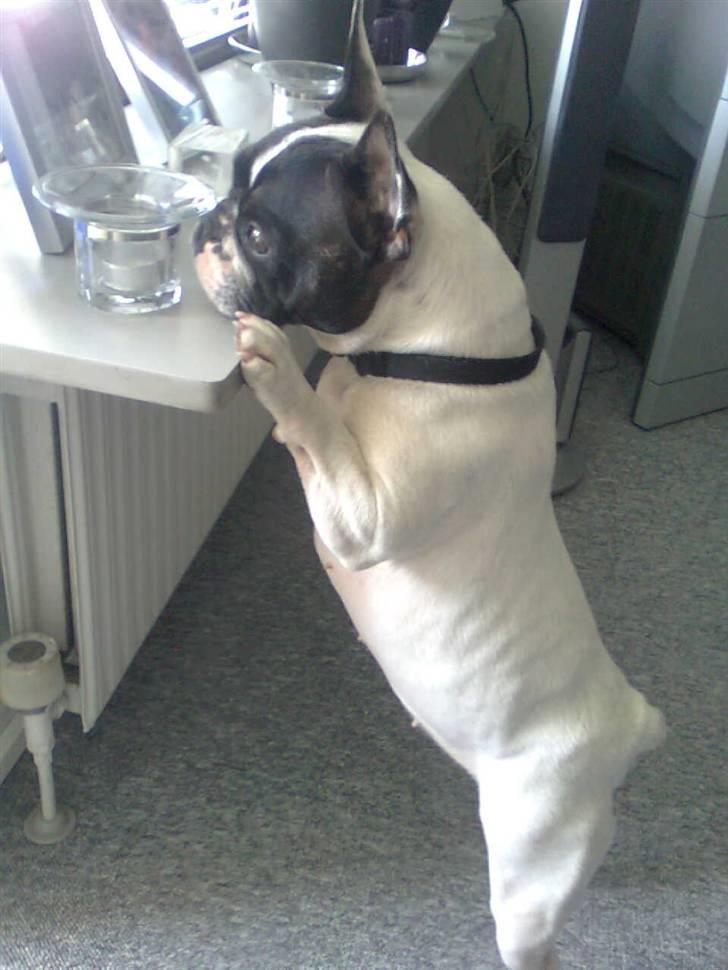 Fransk bulldog Gizmo † 2011 billede 10