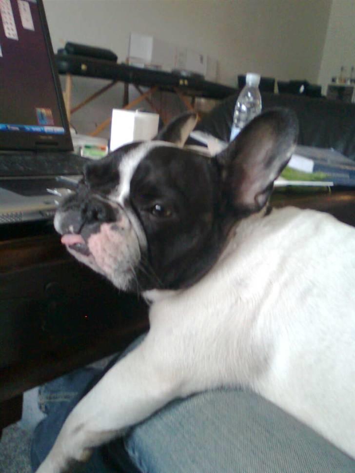 Fransk bulldog Gizmo † 2011 billede 11