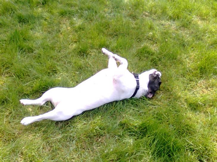 Fransk bulldog Gizmo † 2011 billede 12