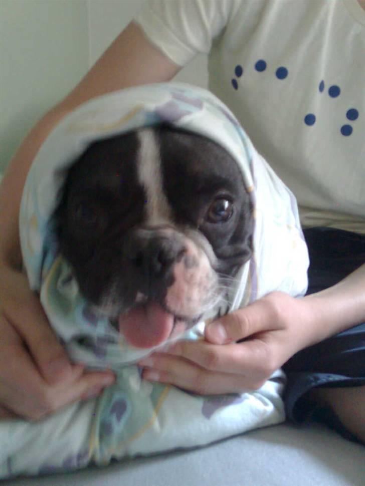 Fransk bulldog Gizmo † 2011 billede 13