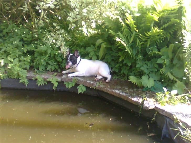 Fransk bulldog Gizmo † 2011 billede 14