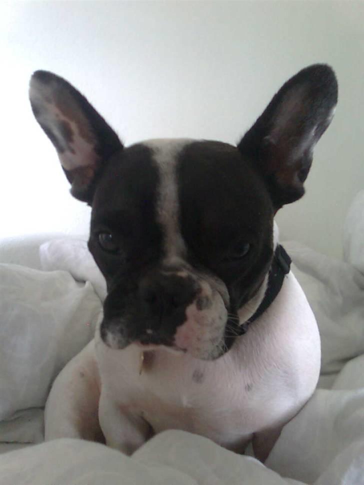 Fransk bulldog Gizmo † 2011 billede 15