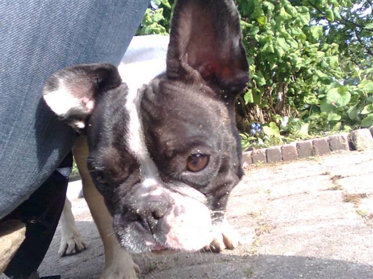 Fransk bulldog Gizmo † 2011 billede 16