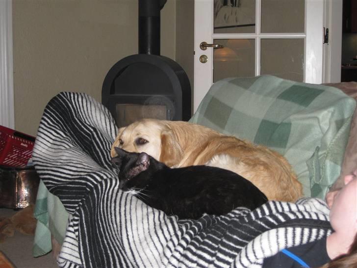 Labrador retriever Daddy billede 10