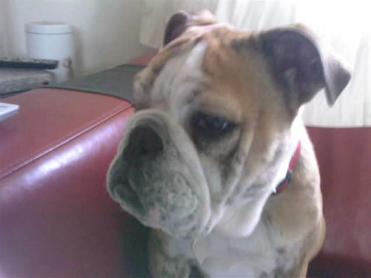 Engelsk bulldog Trunte billede 1