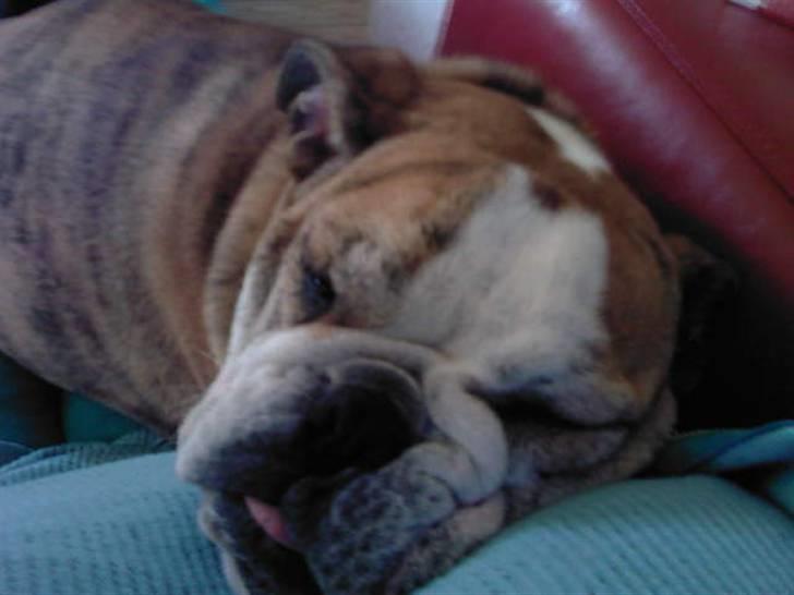 Engelsk bulldog Trunte billede 2