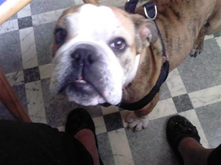 Engelsk bulldog Trunte billede 3