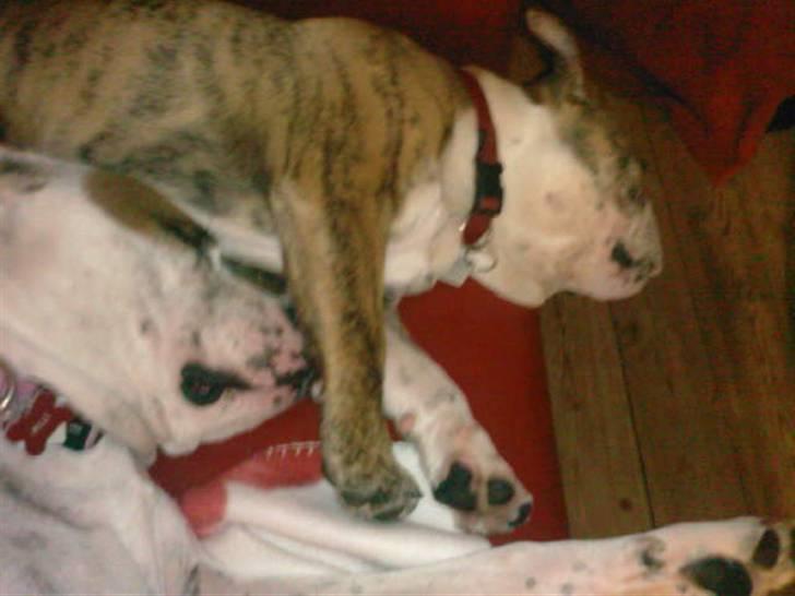 Engelsk bulldog Trunte billede 5