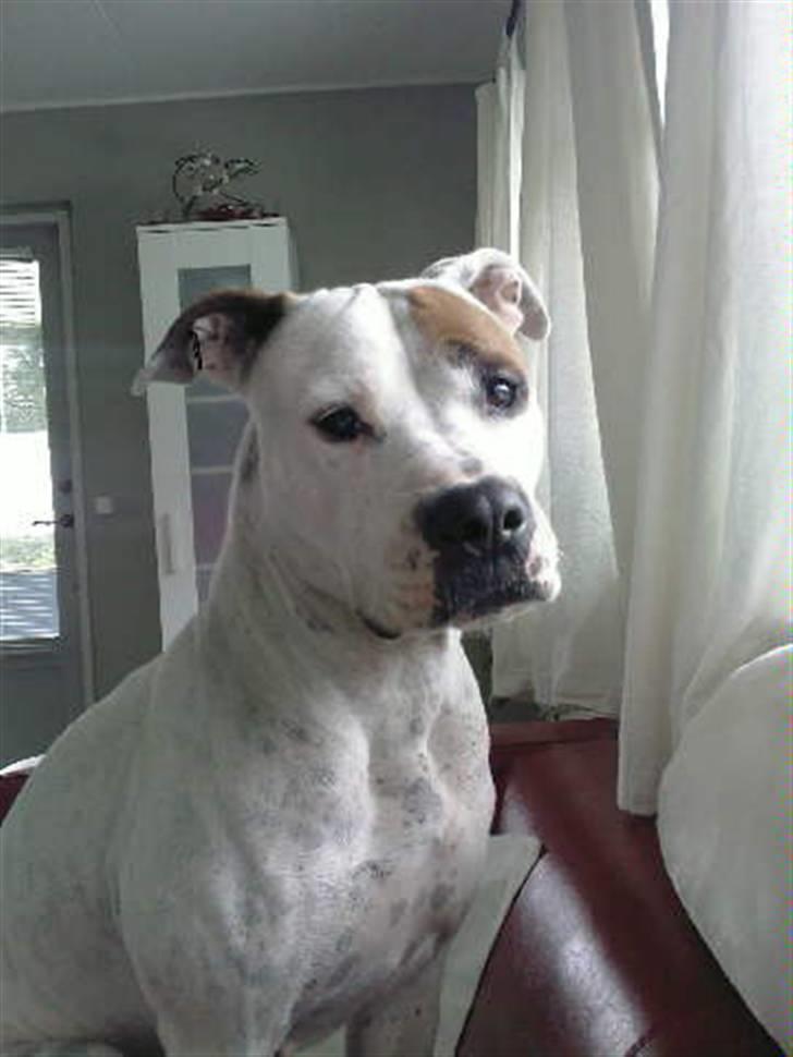 Amerikansk bulldog Mille billede 1