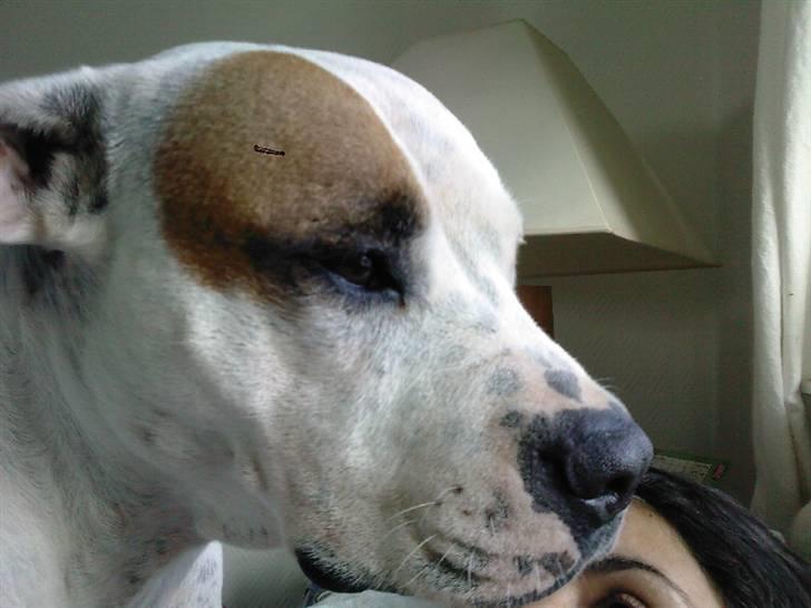 Amerikansk bulldog Mille billede 2