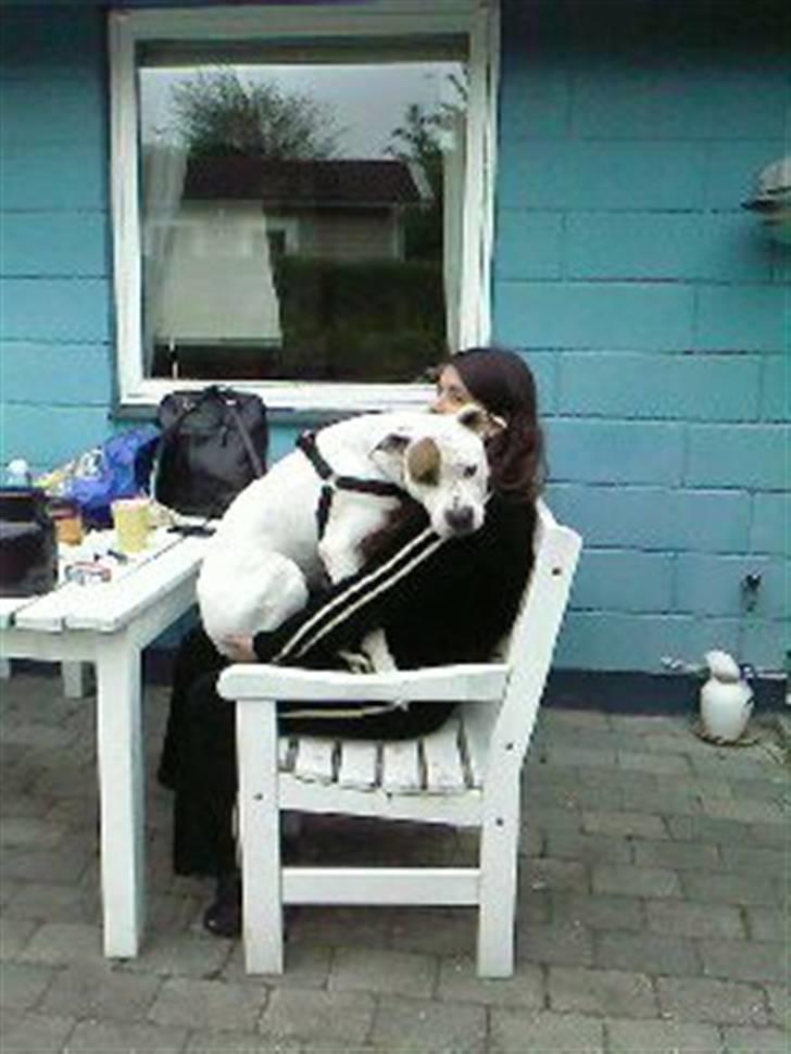 Amerikansk bulldog Mille billede 4