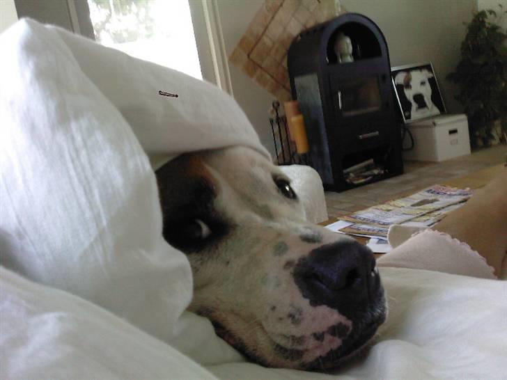 Amerikansk bulldog Mille billede 5