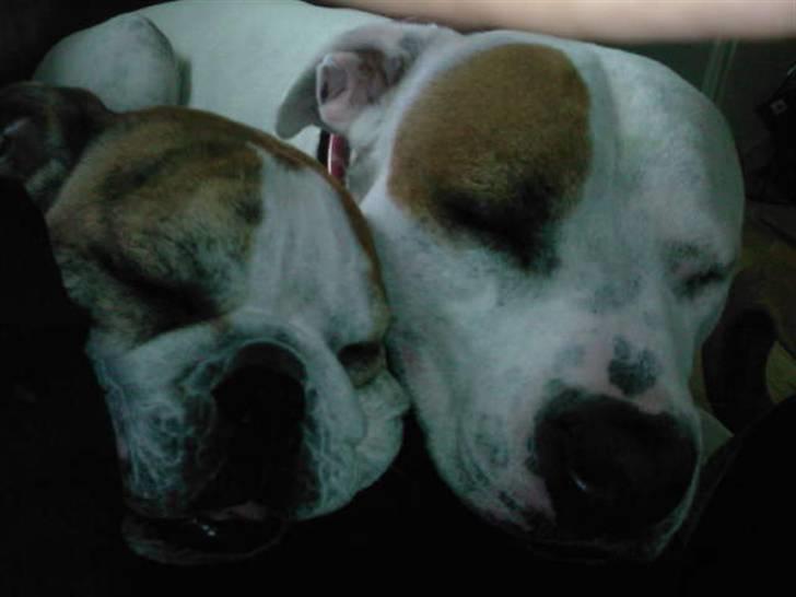 Amerikansk bulldog Mille billede 6