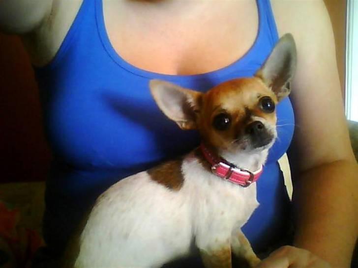 Chihuahua Bella billede 9