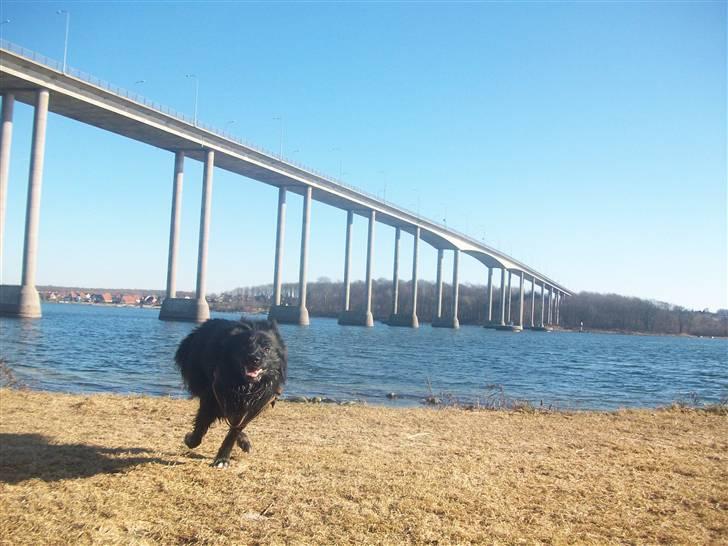 Islandsk fårehund TOFTEDALS KILJAN  ! <3 min bedste ven :')   - "Jeg elsker at vær ved vandet !" Så jeg sys det er skøn´herligt vi bor så tæt ved"  billede 14