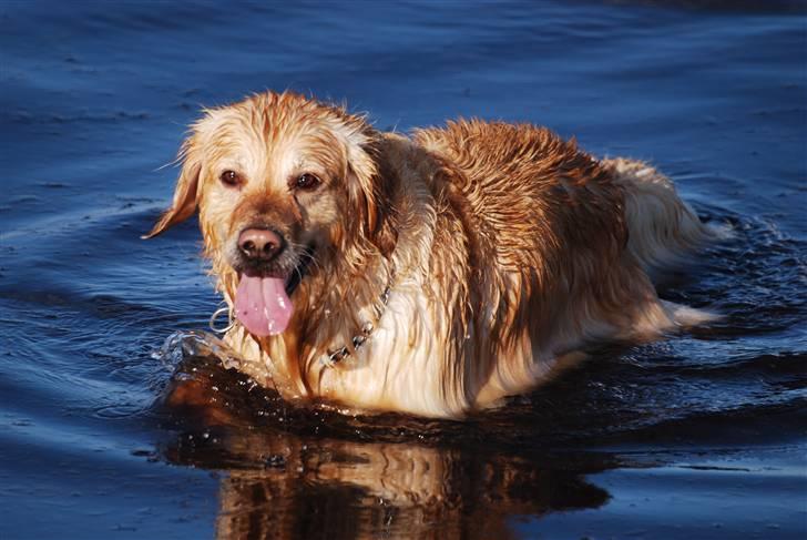 Blanding af racer Valde billede 1