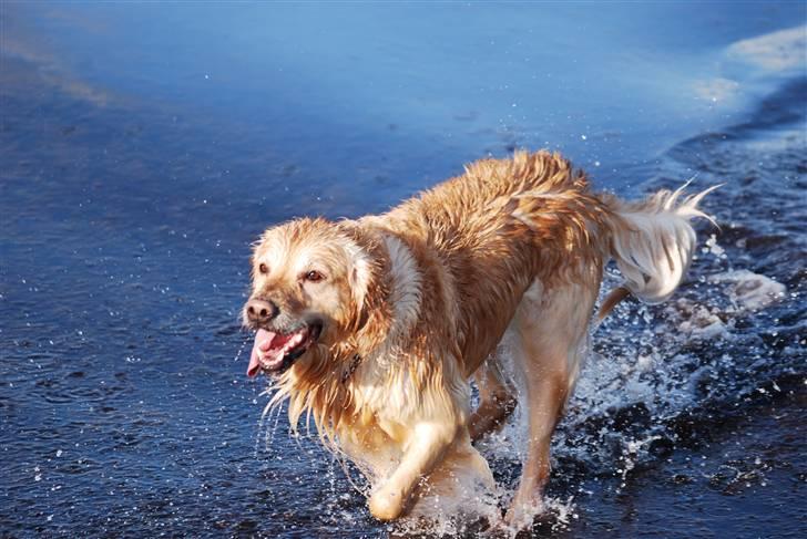 Blanding af racer Valde billede 2