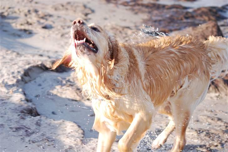 Blanding af racer Valde billede 3