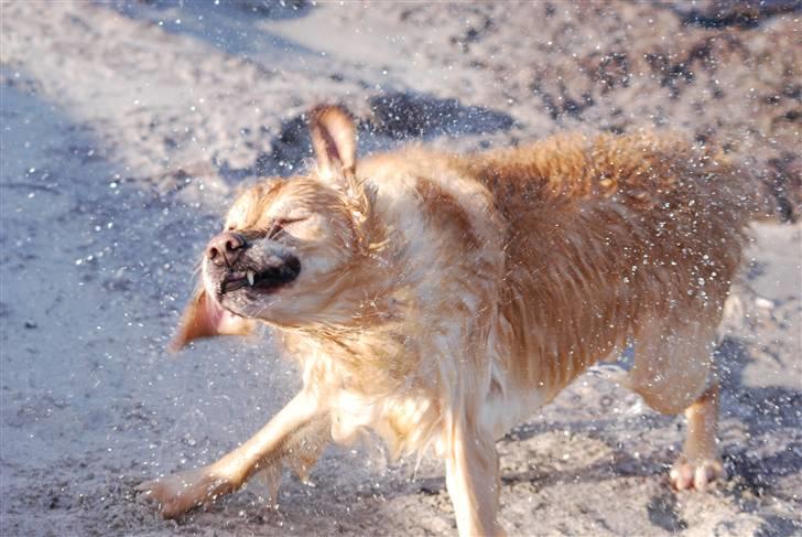 Blanding af racer Valde billede 4