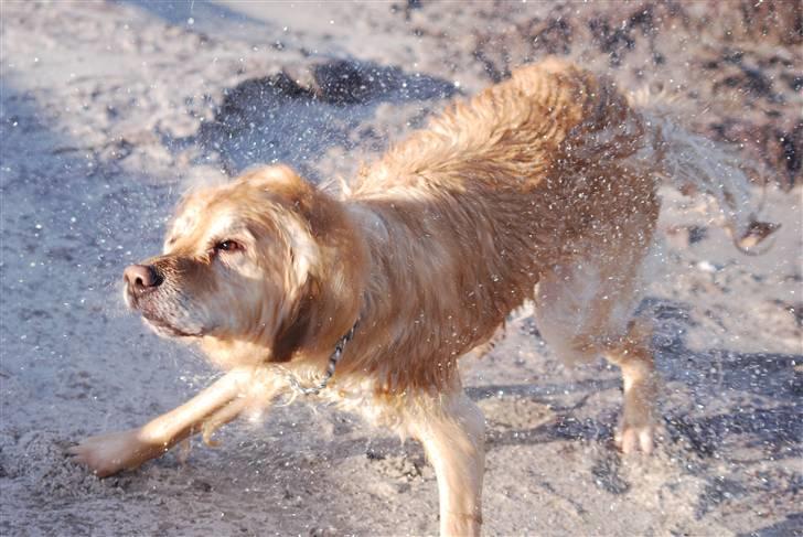 Blanding af racer Valde billede 5