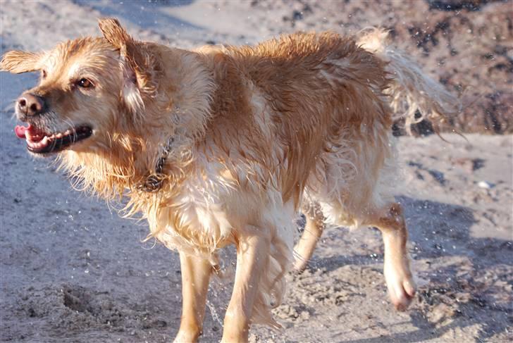 Blanding af racer Valde billede 6